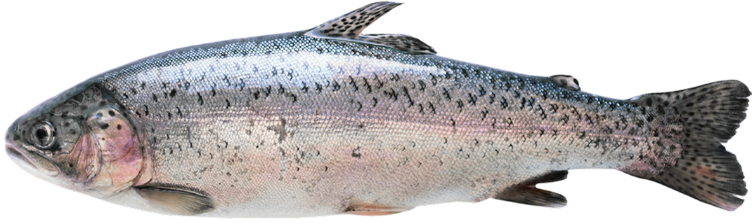 Fjord trout